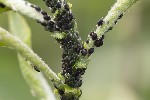 5du12220 - Aphis farinosa
