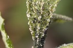 5du12225 - Aphis farinosa