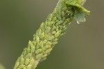 5du12254 - Cavariella theobaldi