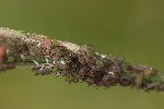 5du12308 - Sitobion avenae