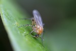 5du12336 - Leia fascipennis