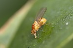5du12356 - Lyciella sp.