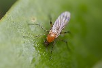 5du12372 - Leia fascipennis