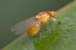 5du12399 - Lyciella sp.