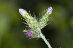 5du12498 - Carduus pycnocephalus