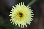 5du12502 - Urospermum dalechampii
