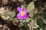 5du12527 - Cistus albidus