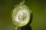 5du12600 - Plagiotrochus australis
