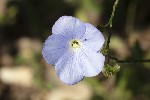 5du12620 - Linum narbonense