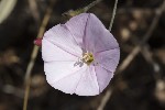 5du12632 - Convolvulus cantabrica