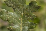 5du12681 - Phylloxera coccinea