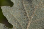 5du12704 - Phylloxera coccinea