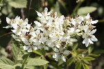5du12721 - Rubus canescens