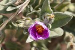 5du12733 - Cistus albidus
