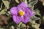 5du12740 - Cistus albidus