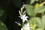 5du12747 - Campanula rapunculus