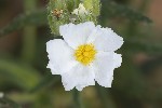 5du12761 - Cistus monspeliensis