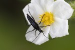5du12788 - Stenurella nigra