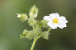 5du12798 - Cistus monspeliensis