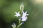 5du12810 - Campanula rapunculus