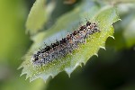 5du12854 - Lymantria dispar