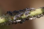 5du12965 - Aphis fabae