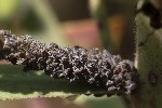 5du12989 - Aphis fabae