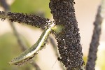 5du13030 - Aphis fabae