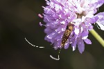 5du13047 - Nemophora metallica