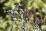 5du13071 - Echium vulgare