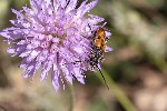 5du13098 - Vadonia unipunctata