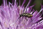 5du13137 - Hadrodemus m-flavum