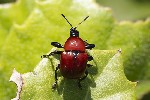 5du13190 - Attelabus nitens