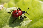 5du13209 - Attelabus nitens