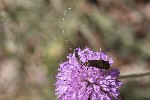 5du13272 - Nemophora metallica