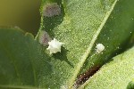 5du13321 - Paidiscura pallens