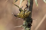 5du13330 - Lixus cardui