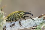 5du13357 - Lixus cardui