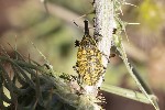 5du13360 - Lixus cardui