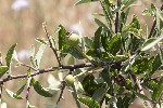 5du13381 - Pyrus spinosa