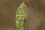 5du13386 - Eriophyes pyri