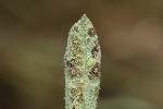 5du13389 - Eriophyes pyri