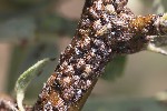 5du13403 - Cacopsylla pyri