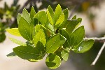 5du13471 - Phillyrea latifolia