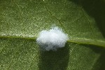 5du13501 - Euphyllura phillyreae