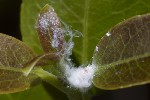 5du13526 - Euphyllura phillyreae