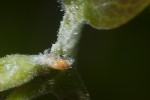 5du13549 - Euphyllura phillyreae
