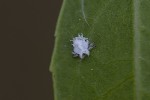 5du13624 - Euphyllura phillyreae