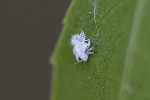 5du13638 - Euphyllura phillyreae
