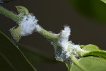 5du13640 - Euphyllura phillyreae